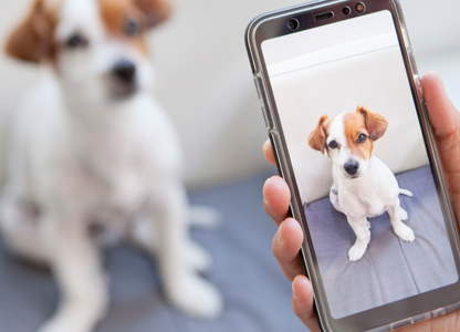 Someone taking a picture of a dog