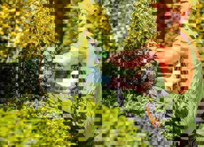 Gardener in protective workwear trimming bushes 