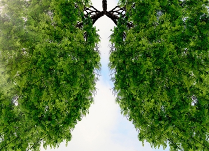 Tree branches shaped like human lungs against a bright sky