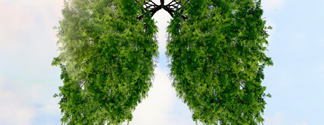 Tree branches shaped like human lungs against a bright sky